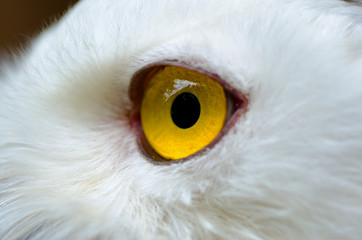 The owl has yellow eyes and a white torso with brown spots. - Powered by Adobe