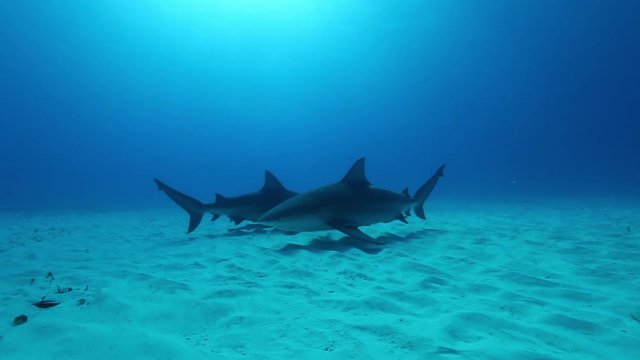 Two bull sharks swim on ocean floor, POV