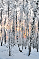 Winter Sunset in birch forest