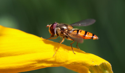 Schwebfliege auf gelber Bl&uuml;te