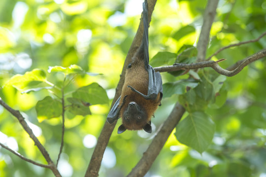 Bat hanging on the tree ( Lyle's flying fox, Pteropus lylei) 