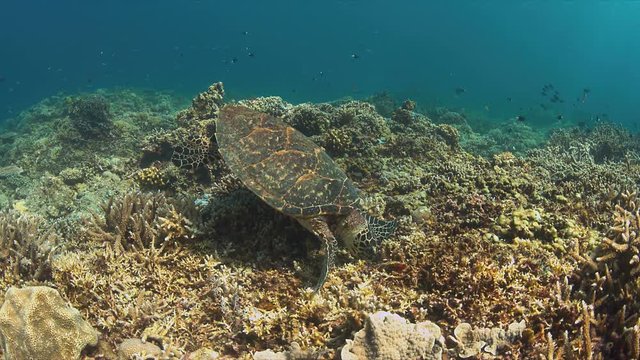 Hawksbill turtle on a Coral reef while eating. 4k footage