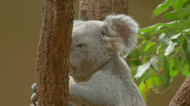 後ろ足で頭をかくコアラ