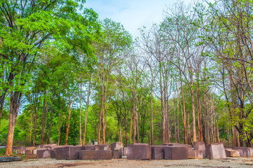 View of the more concrete in the forest