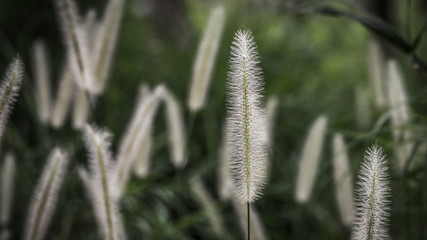 A colorful grass flower and light,Beautiful summer landscape.