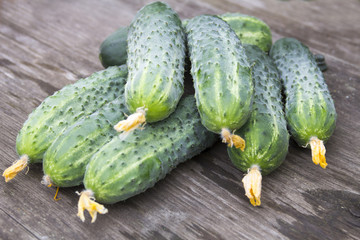 Harvest of fresh cucumbers on a wooden table