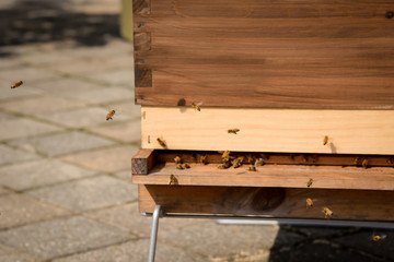 honey bees flying outside of wooden beehive