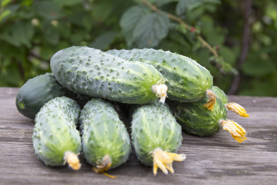 Harvest of fresh cucumbers on a wooden table