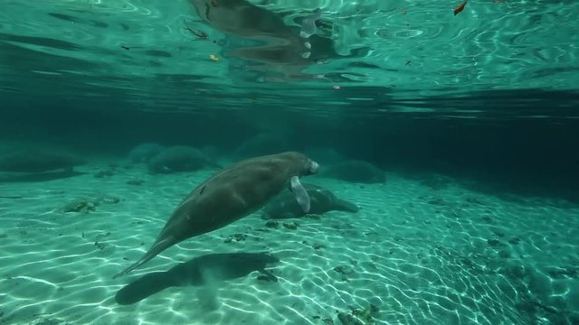 Manatee surfaces for air in Crystal River, Florida