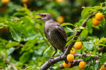 Starling