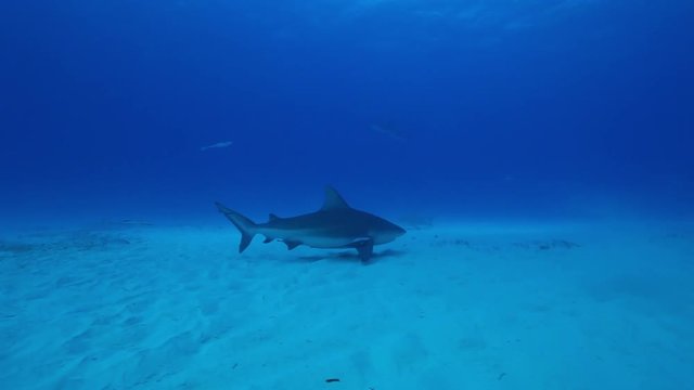 Bull shark swims on sea floor, POV