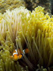 Anemonefish swimming among the tentacles of its sea anemone
