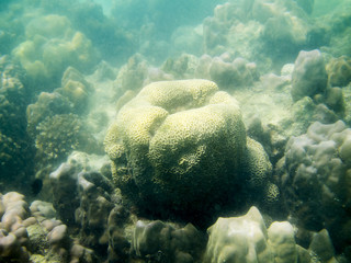 coral reef in tropical sea