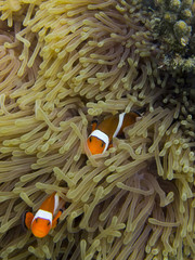 Anemonefish swimming among the tentacles of its sea anemone
