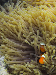 Anemonefish swimming among the tentacles of its sea anemone
