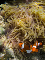Anemonefish swimming among the tentacles of its sea anemone
