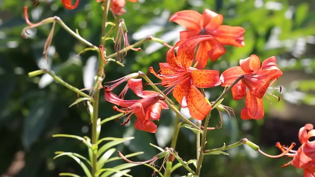 Orange lilies in the garden