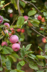 Ripe red apples on tree