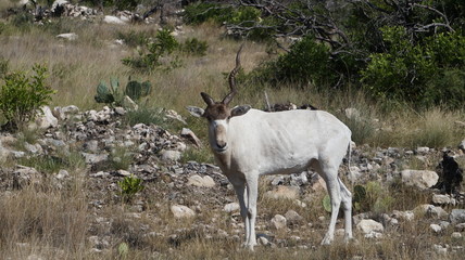 One-Horned Addax