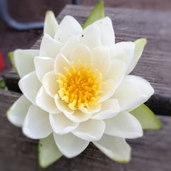 Water Lily