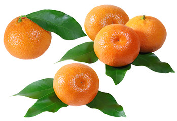Mandarin Fruit Set