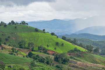 Obraz premium beautiful green rice fields with blue sky