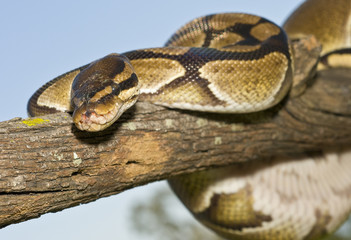 Ball Python wrapped around limb