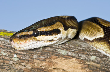 Ball Python (Python regius) wrapped on a limb