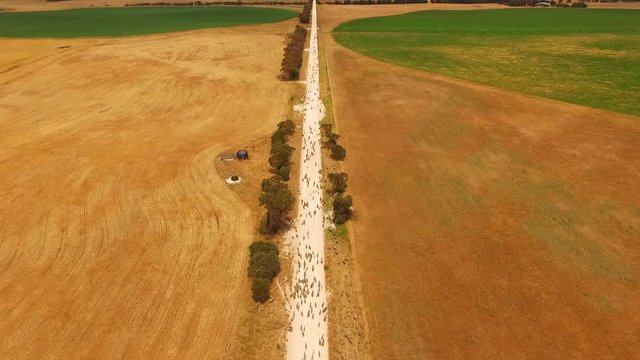 Aerial view of sheep on outback road. Featuring herd of sheep. Complete with sheep dogs, farmer and farm utes. Circle Irrigation (Centre Pivot) in view.