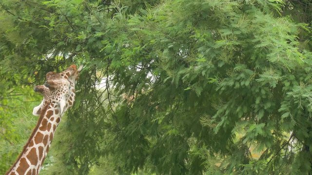 舌を伸ばして木の葉を食べるキリン