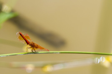Dragonflies are on the grass on the water.