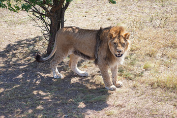 Lion in Safari Park Taigan III