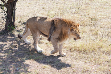 Lion in Safari Park Taigan II