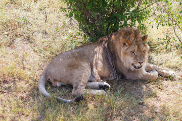 Lion in Safari Park Taigan
