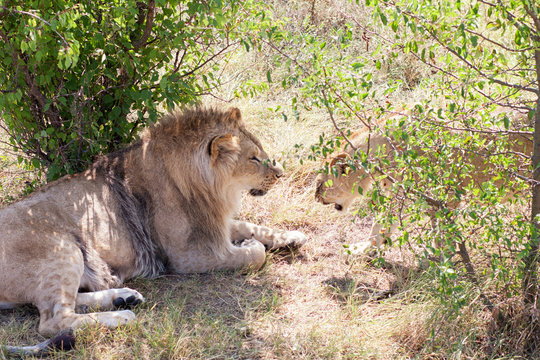 Lions in Safari Park Taigan