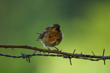 Robin