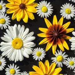 garden flowers chamomilies and rudbeckia square background