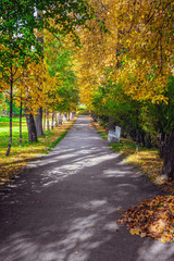 Fototapeta na wymiar Landscape golden autumn in the Alexander Park of Pushkin
