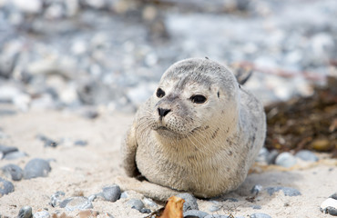 junge Robbe