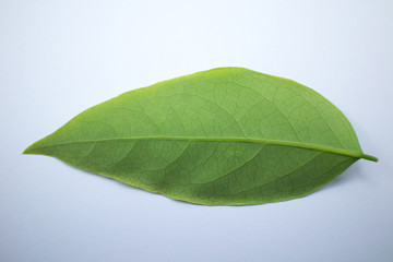 Fototapeta na wymiar Green leaf of star gooseberry