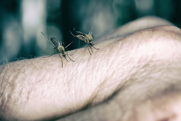 A mosquito drinking blood