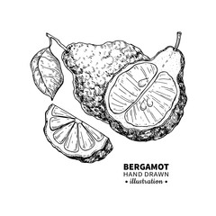 Bergamot vector drawing. Isolated vintage  illustration of citru - obrazy, fototapety, plakaty