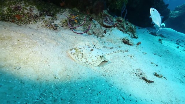 Ray lays on sandy sea bed, Mexico