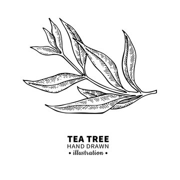 Tea tree vector drawing. Isolated vintage illustration of medical plant leaves on branch.