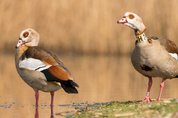 Nilgänse an einem See