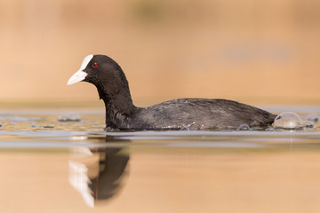 Schwimmendes Blässhuhn
