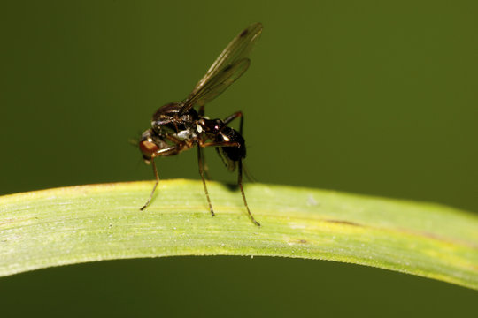 Macro of Caucasian flies fly-sepsidae Themira putris