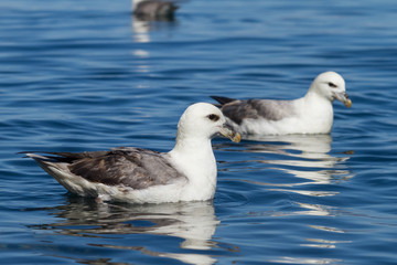 Schwimmende Eissturmvögel in Island