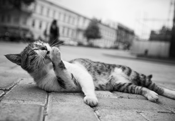 Fototapety na wymiar - Fototapeta24.pl
