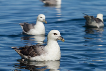 Schwimmende Eissturmvögel in Island